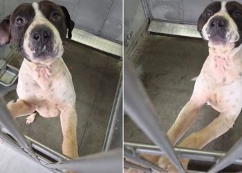 Shelter Dog Clings to Kennel Door Day After Day, Hoping To Get Noticed Before It’s Too Late
