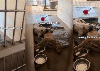 Shelter Dog Leans on the Only Shoulder She Has, Unaware Nobody’s Coming for Them