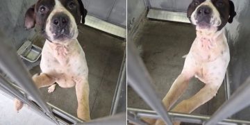 Shelter Dog Clings to Kennel Door Day After Day, Hoping To Get Noticed Before It’s Too Late