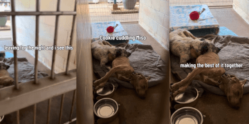 Shelter Dog Leans on the Only Shoulder She Has, Unaware Nobody’s Coming for Them