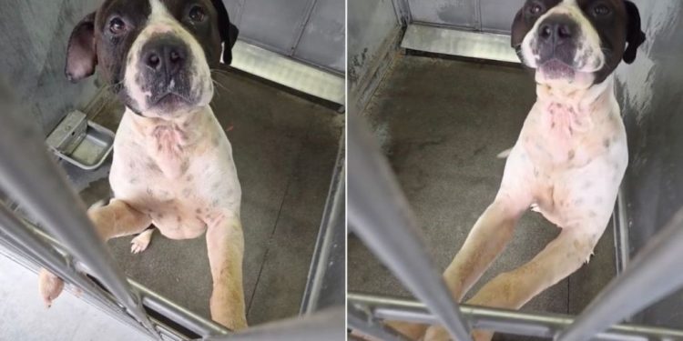 Shelter Dog Clings to Kennel Door Day After Day, Hoping To Get Noticed Before It’s Too Late