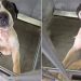 Shelter Dog Clings to Kennel Door Day After Day, Hoping To Get Noticed Before It’s Too Late