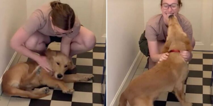 Golden Retriever Waits by the Door for Human To Come Home, Then Has the Sweetest Greeting