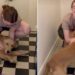 Golden Retriever Waits by the Door for Human To Come Home, Then Has the Sweetest Greeting