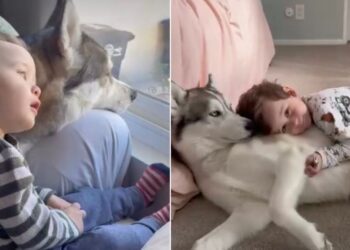 Dog Loves Baby Sibling in a Way That Says More Than Words Ever Could