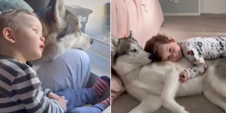 Dog Loves Baby Sibling in a Way That Says More Than Words Ever Could