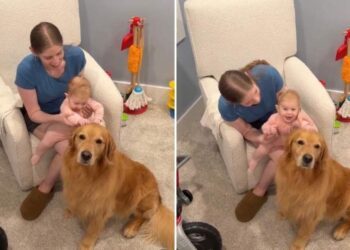 Golden Retriever Doesn’t Know It Yet but Little Baby Will Grow up & Change His Whole World