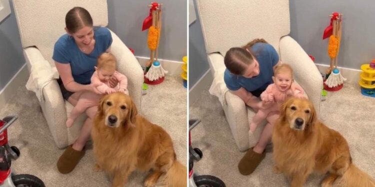 Golden Retriever Doesn’t Know It Yet but Little Baby Will Grow up & Change His Whole World