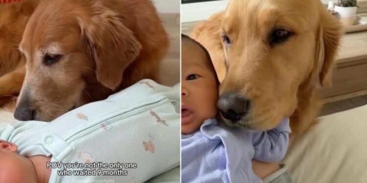 Golden Retriever Waited Just as Long as Humans To Meet Little Baby & It Says Everything