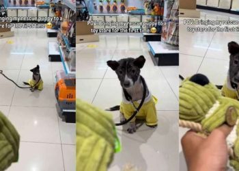 Rescue Puppy Hears a Squeaky Toy for the First Time, Learns Life Is More Than Just Survival