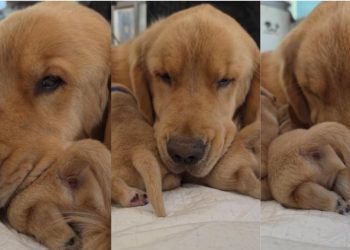 Mama Golden Retriever’s Tiny Baby Moves Closer for Snuggles Like That’s All She Needs