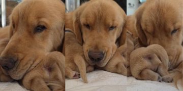 Mama Golden Retriever’s Tiny Baby Moves Closer for Snuggles Like That’s All She Needs