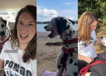 Stray Dog Nobody Came for Gets Rescued by a Human, Unaware He’s Found His Forever Mom