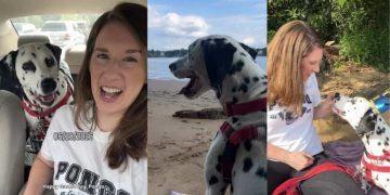 Stray Dog Nobody Came for Gets Rescued by a Human, Unaware He’s Found His Forever Mom