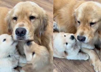 Papa Golden Retriever’s ‘Obsessed’ Babies Cling to Him Every Chance They Get for Snugglessh