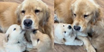 Papa Golden Retriever’s ‘Obsessed’ Babies Cling to Him Every Chance They Get for Snugglessh