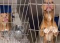 Shelter Dog Thinks She Has a Family To Call Her Own Only To Be Returned, Then This Happens
