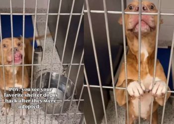 Shelter Dog Thinks She Has a Family To Call Her Own Only To Be Returned, Then This Happens