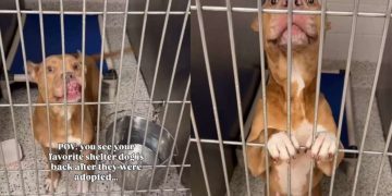 Shelter Dog Thinks She Has a Family To Call Her Own Only To Be Returned, Then This Happens
