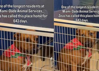 Shelter Dog Has Spent Over 600 Days Waiting for a Home Without Any Luck