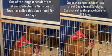 Shelter Dog Has Spent Over 600 Days Waiting for a Home Without Any Luck