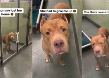 Surrendered Shelter Dog’s Longing Eyes Look for Her Forever Home