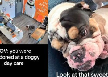 2-Year-Old Dog Abandoned at Day Care Needs Urgent Foster Care