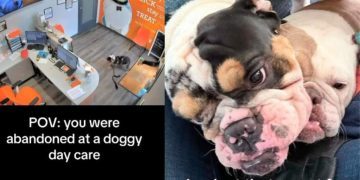 2-Year-Old Dog Abandoned at Day Care Needs Urgent Foster Care