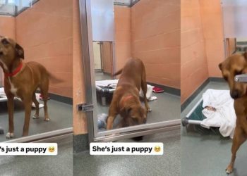 Shelter Dog Gets a Rare ‘Second Chance’ Only for Her to Wait All Over Again