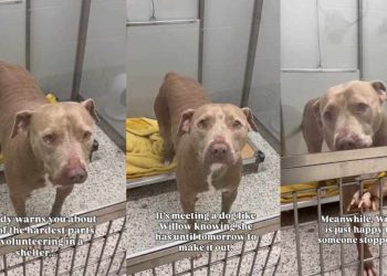 Shelter Dog on ‘Borrowed Time’ Can’t Hide Her Joy When Someone Stops To Greet Her