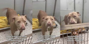 Shelter Dog on ‘Borrowed Time’ Can’t Hide Her Joy When Someone Stops To Greet Her