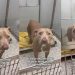 Shelter Dog on ‘Borrowed Time’ Can’t Hide Her Joy When Someone Stops To Greet Her