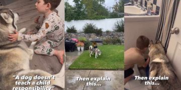 Gentle Husky Is Teaching Little Boy One of Life’s Greatest Lessons