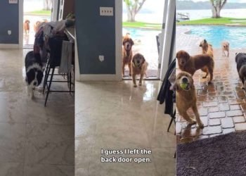 Human Returns Home to Witness Golden Retrievers’ Poolside Chaos