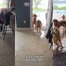 Human Returns Home to Witness Golden Retrievers’ Poolside Chaos