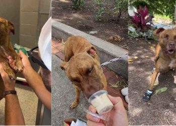 Senior Shelter Dog With Special Needs Gets a Well-Deserved Breather