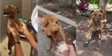 Senior Shelter Dog With Special Needs Gets a Well-Deserved Breather