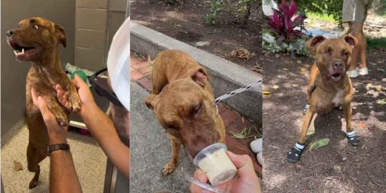 Senior Shelter Dog With Special Needs Gets a Well-Deserved Breather