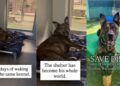 Shelter Dog Spends Over 1000 Days Waking up in the Same Kennel, Waiting for a Home