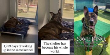 Shelter Dog Spends Over 1000 Days Waking up in the Same Kennel, Waiting for a Home