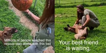 Rescue Dog Used To Play Alone Until Human Changed Everything, but His Journey Isn’t Over Yet