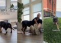 Rescue Dog Found as a Stray Refuses To Leave Home at Night, Fearing What Might Happen Next