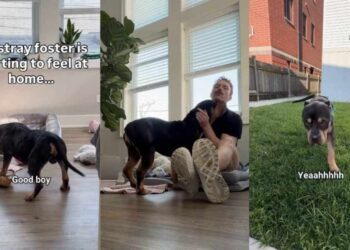 Rescue Dog Found as a Stray Refuses To Leave Home at Night, Fearing What Might Happen Next