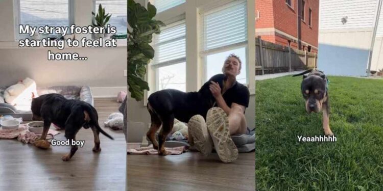 Rescue Dog Found as a Stray Refuses To Leave Home at Night, Fearing What Might Happen Next
