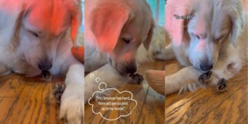 Golden Retriever Gets Excited To See His Little ‘Babies’ & Then Does Something Unthinkable