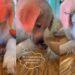 Golden Retriever Gets Excited To See His Little ‘Babies’ & Then Does Something Unthinkable