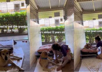 Human Finds Shelter Dog Lying on the Floor Only To Learn of His Heartbreaking Past