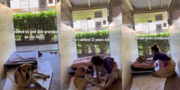 Human Finds Shelter Dog Lying on the Floor Only To Learn of His Heartbreaking Past