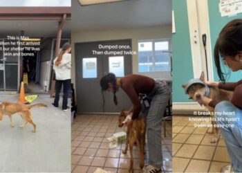 Shelter Dog Who Is Just ‘Skin & Bones’ Got His Happy Ending, but Not for Long