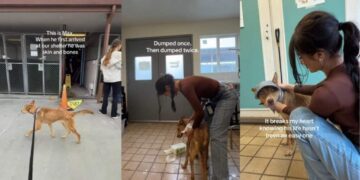 Shelter Dog Who Is Just ‘Skin & Bones’ Got His Happy Ending, but Not for Long